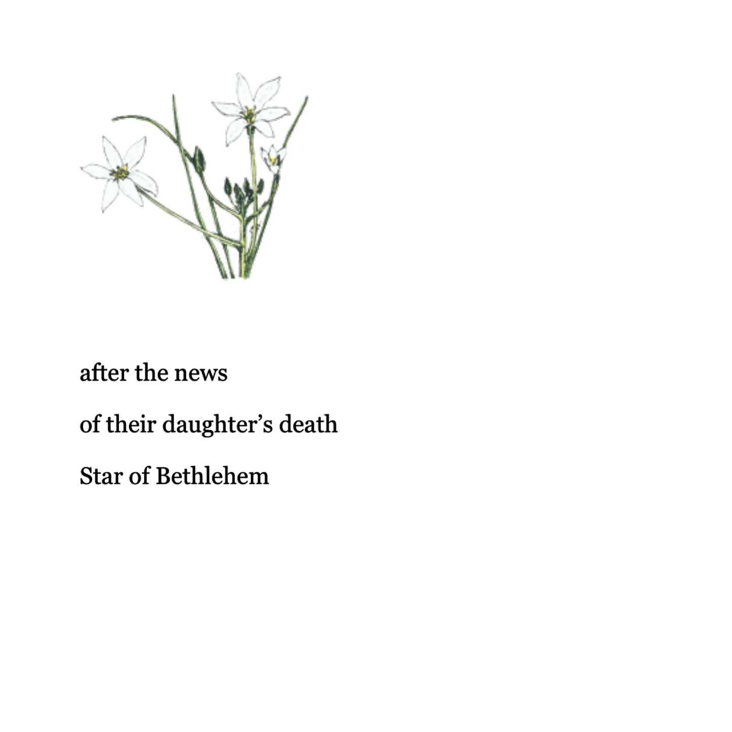 Flower remedies poetry Paul Conneally Starof Bethlehem